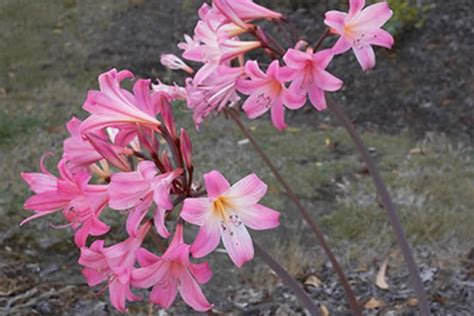 naked ladies plant|Amaryllis: Those Lovely Naked Ladies